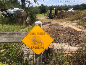 florida-dung-beetle-crossing-profrifoll